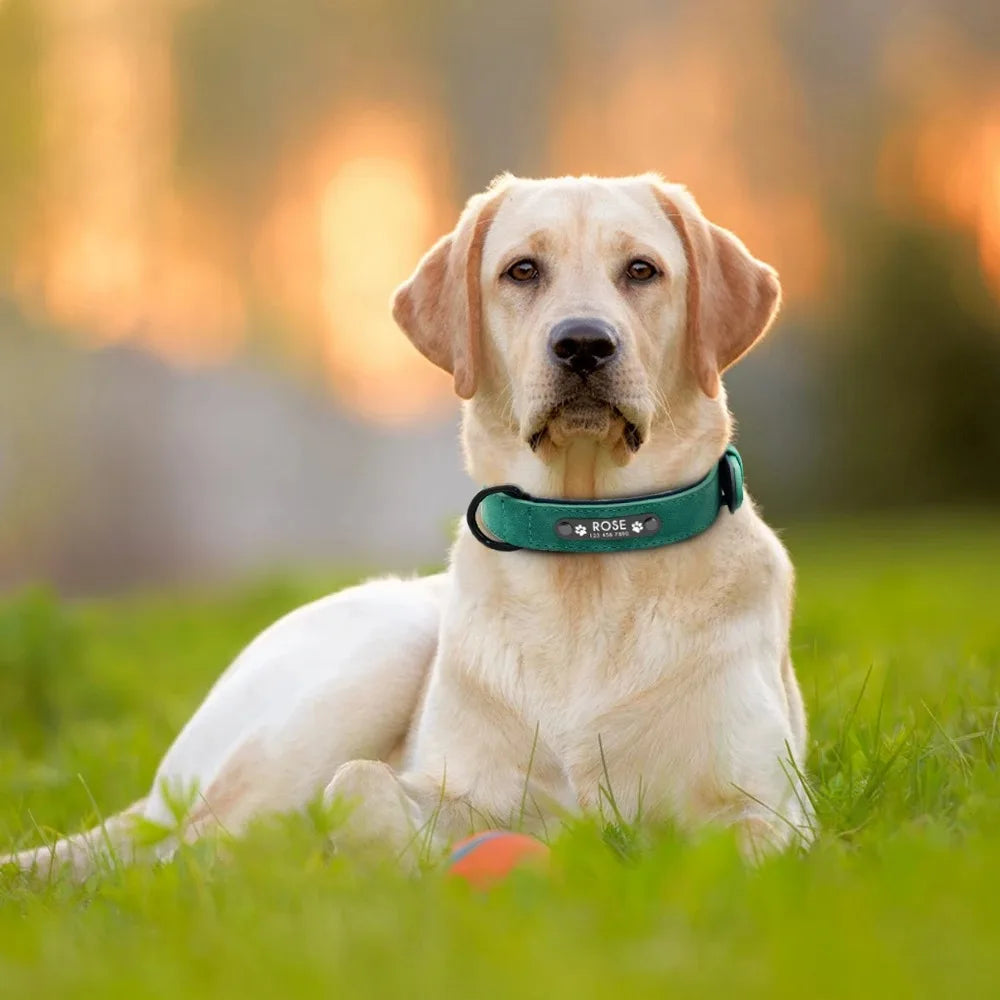 Personalized Name ID Tags Dog Collars (Small, Medium, Large, Dogs)