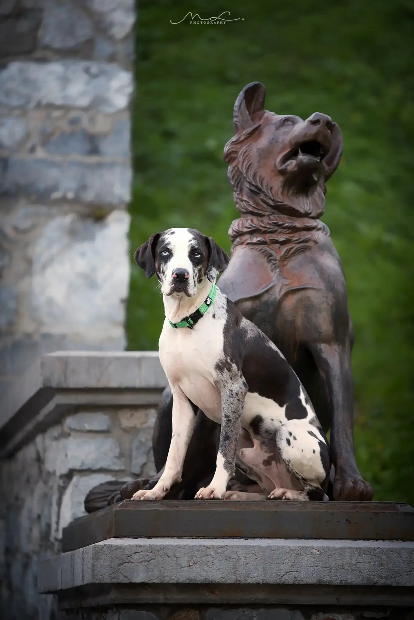 Truelove Nylon Dog Collar